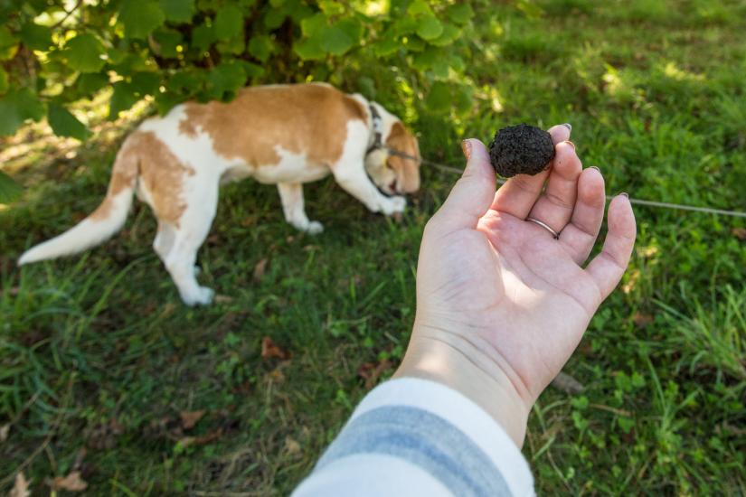 Hurunui Truffles