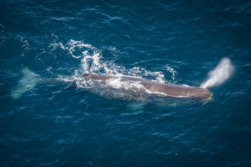 Spotting whales from the air