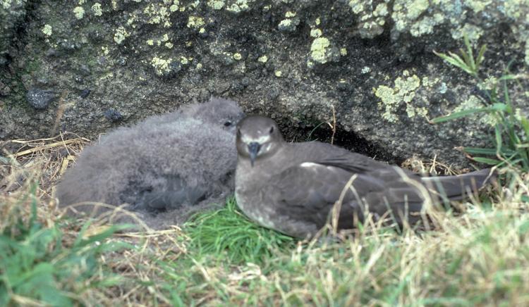 Petrel chicks at Kermadec Islands Marine Reserve 