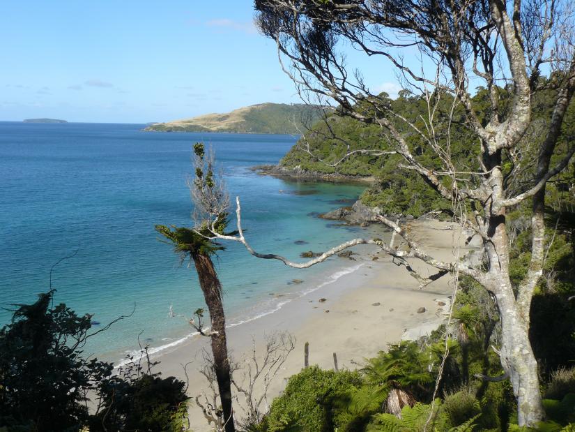 View from the Rakiura Track