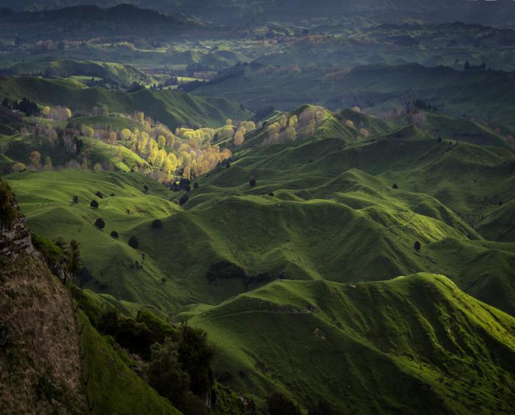 Rangitikei Farmland