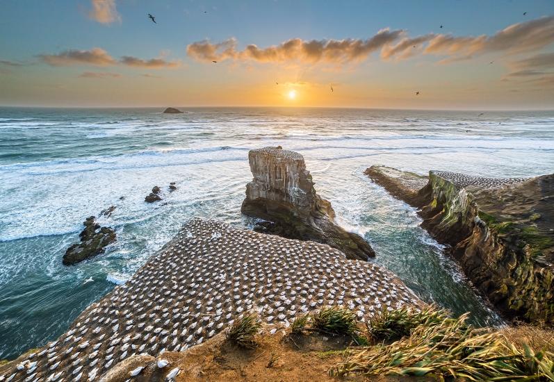 The Muriwai gannet colony