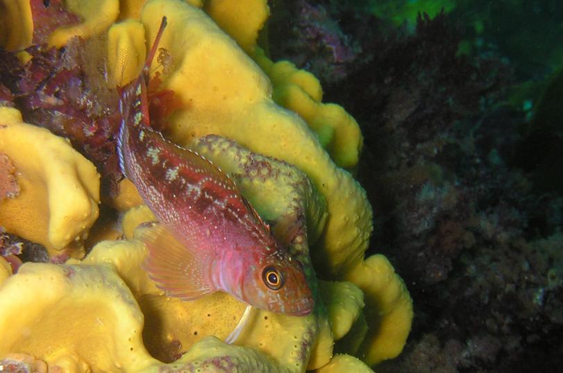 Variable triplefin, Taputeranga Marine Reserve