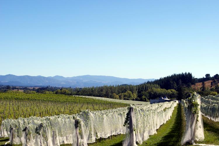 Moutere Vineyard, Tasman