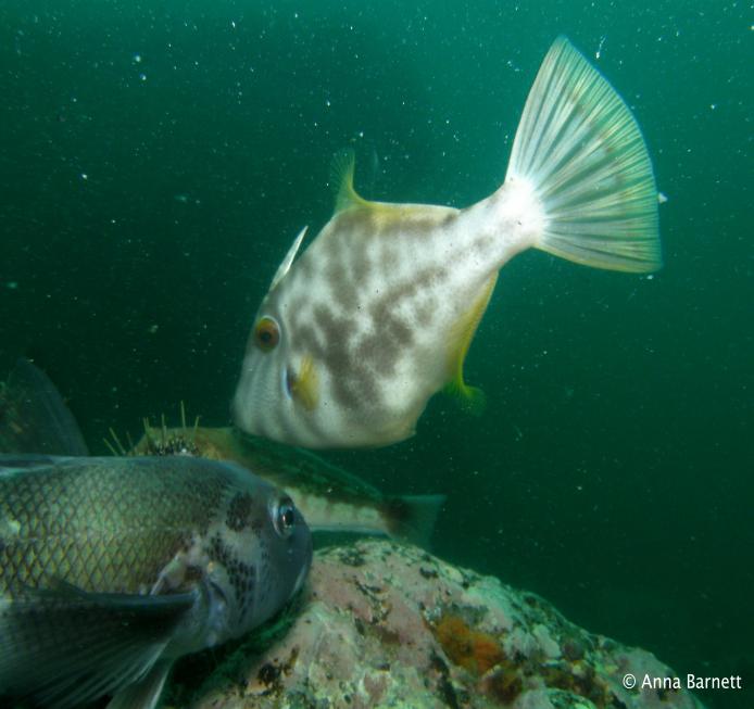 Leatherjacket and Blue Cod at Te Tapuwae o Rongokako Marine Reserve 