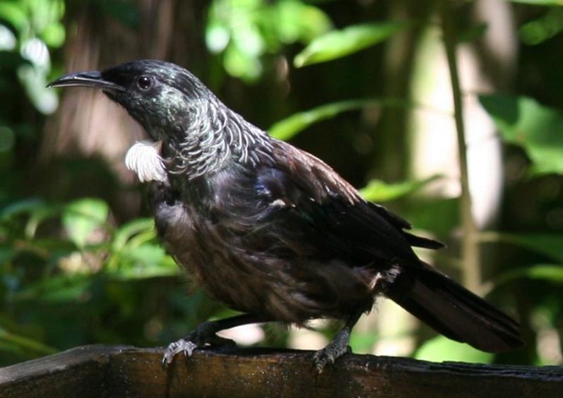 Tiritiri Matangi tūī
