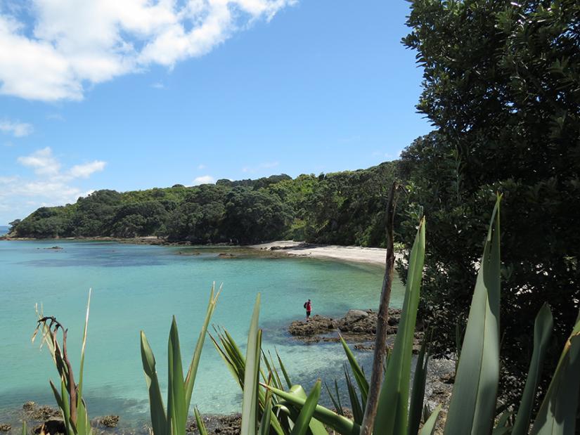Hobbs Beach on Tiritiri Matangi is home to several native species such as dotterel