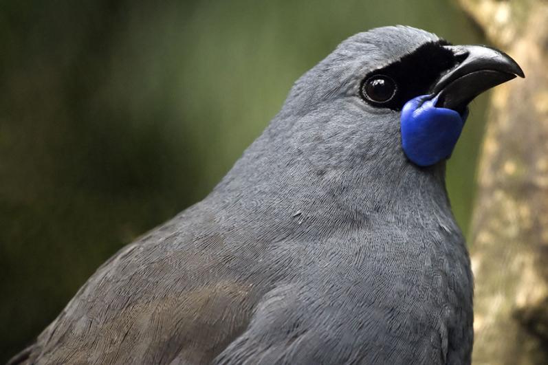Kōkako