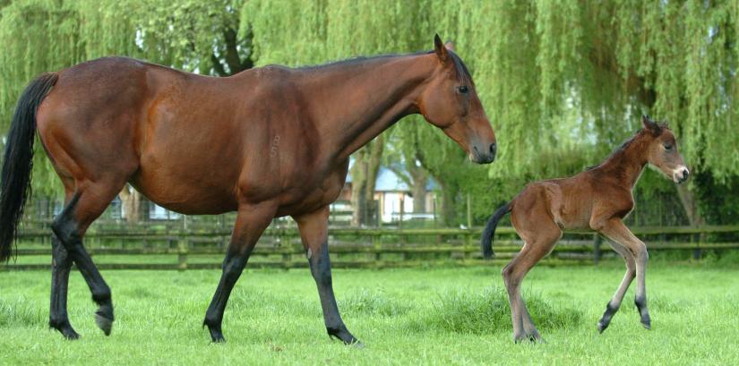 Champion horses are bred in Waipā