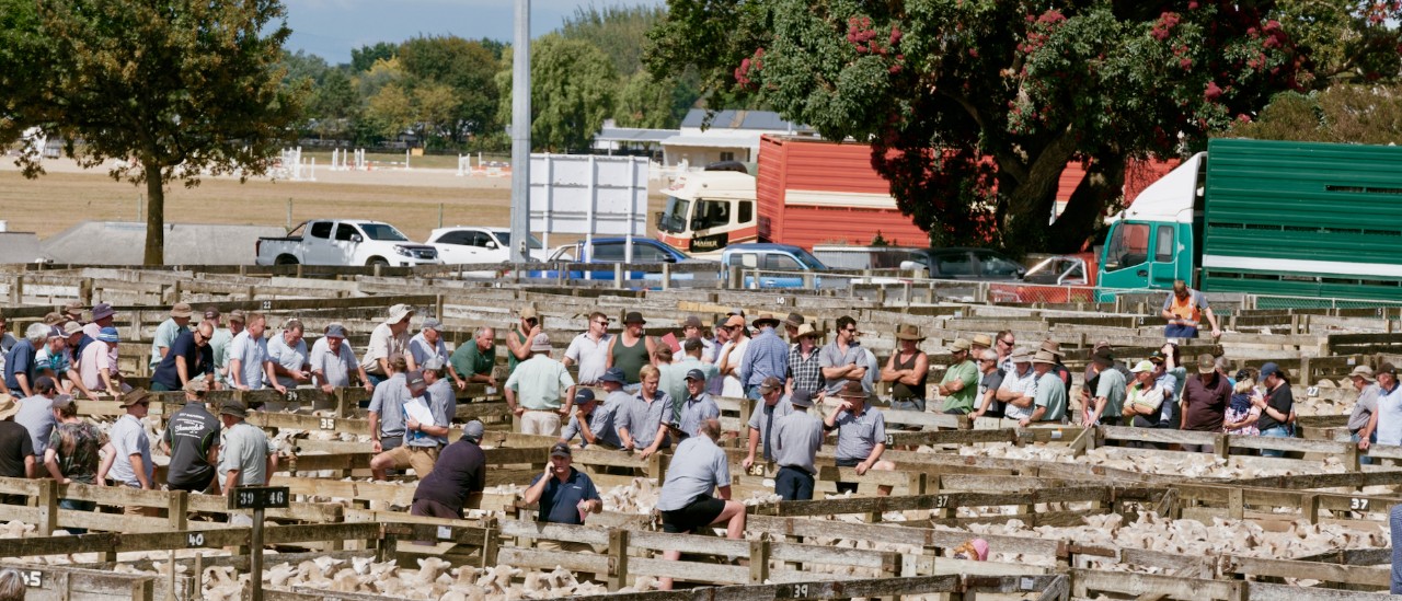 Feilding Saleyards
