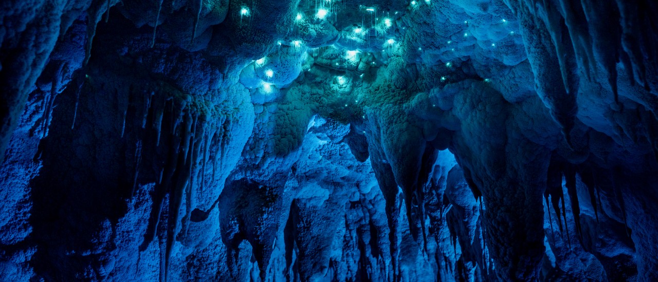 Nikau Cave, Waikato
