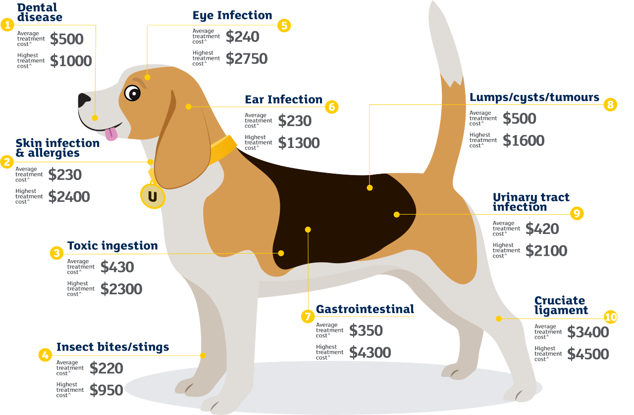 Illustration of Dog with labels about common illnesses or accidents and their corresponding costs