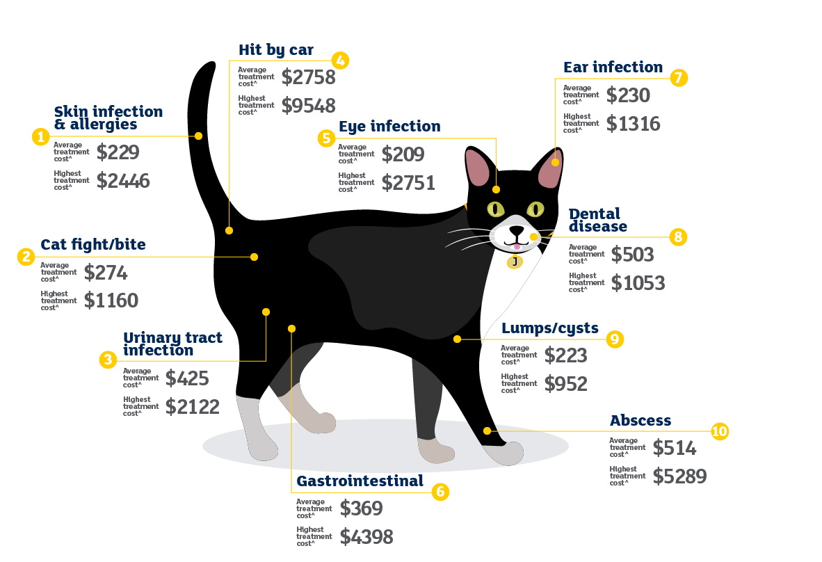 Illustration of a Cat with labels about common illnesses or accidents and their corresponding costs