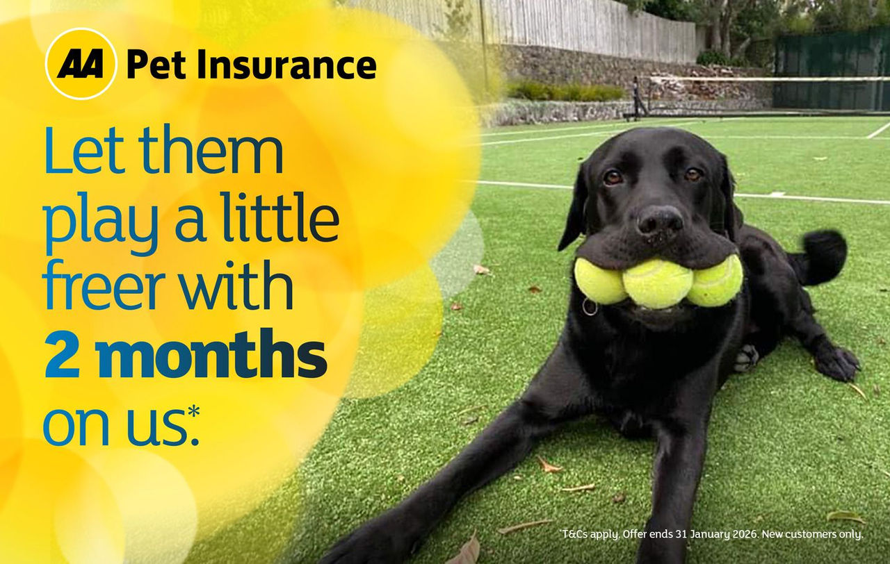 2 months free promotion AA pet insurance, labrador dog with 3 tennis balls in their mouth