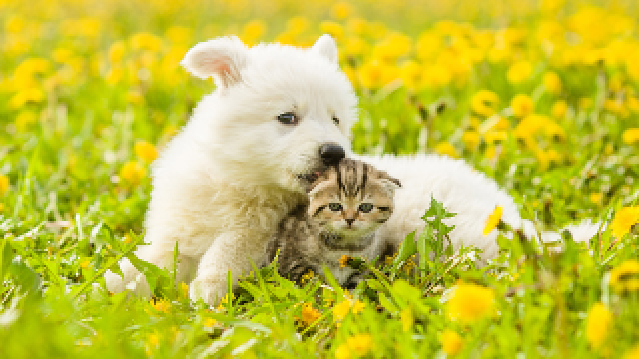 A white puppy and a brown kitten laying on the grassfield
