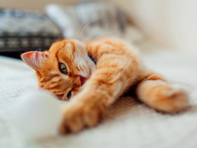 An orange cat playing with a white small ball