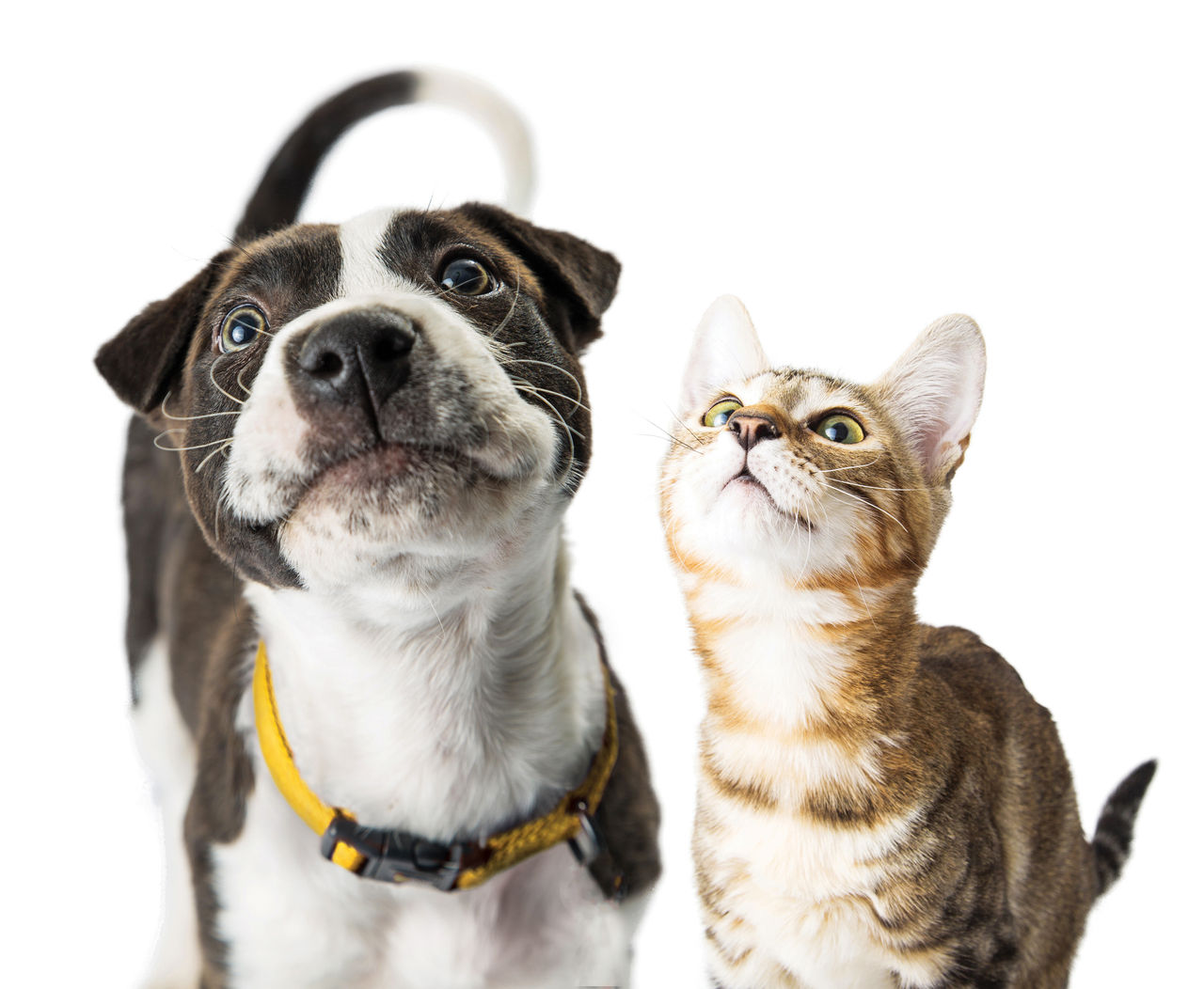Dog and cat looking up above the lens