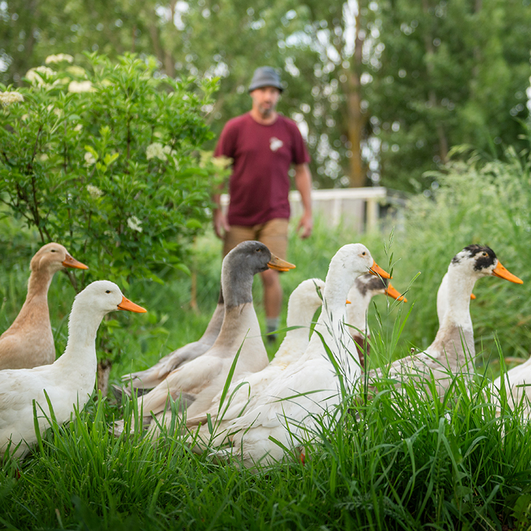 The Food Farm is all about sustainability and self-sufficiency. Photo by Jim Huang.