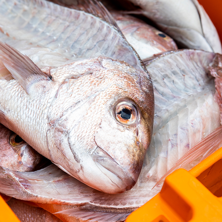 Rather than go to waste, snapper heads are given away for free with The Kai Ika Project. Photo by Nicola Edmonds.
