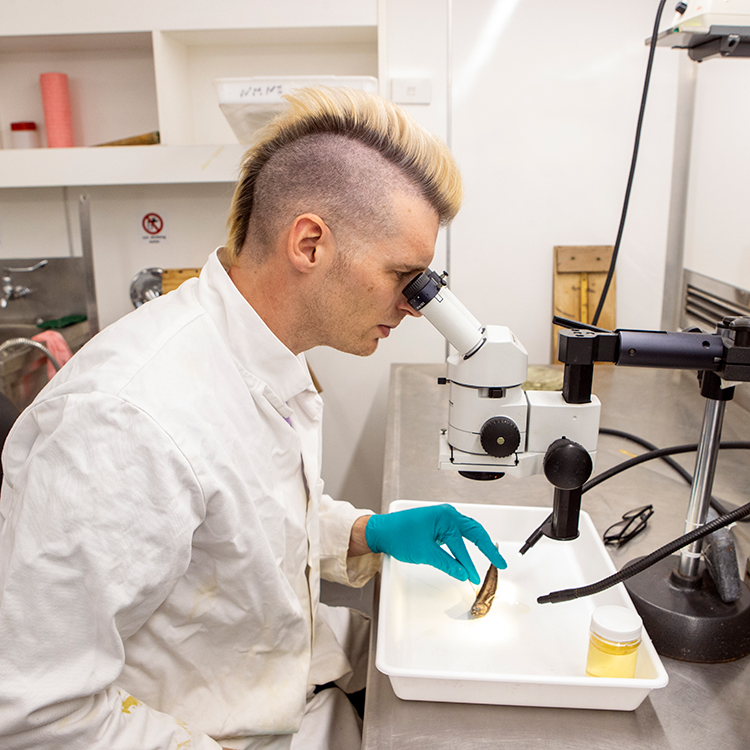 Dr Thom Linley works in the lab. Photo by Nicola Edmonds.