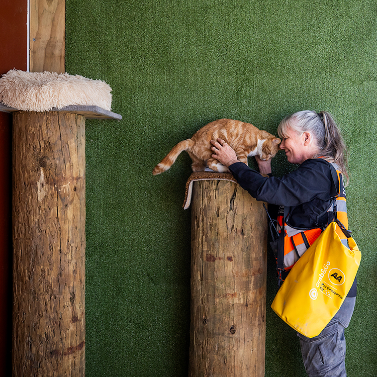 Having a plan in case of emergency is just as important for pets as it is for people. Photo by Nicola Edmonds.