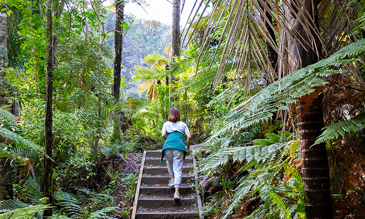 Waitakere walks