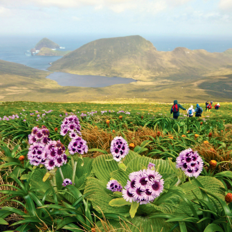 Exploring Campbell Island. 