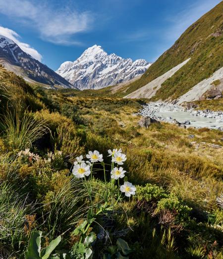 Mt Cook daisy INP