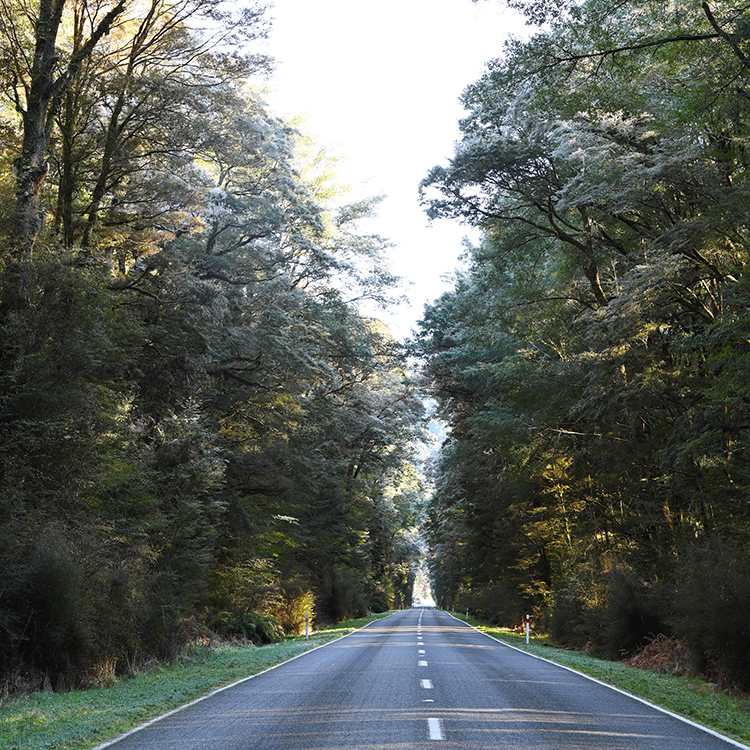Beech forest lines the road to Lewis Pass.