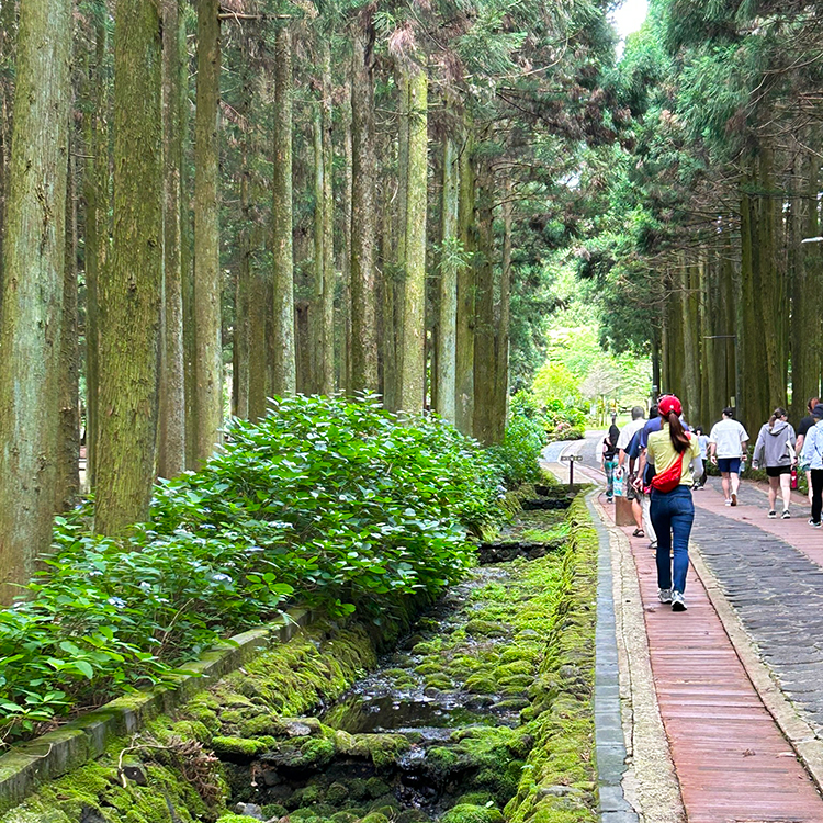 A walk through a cedar forest on Jeju Island.