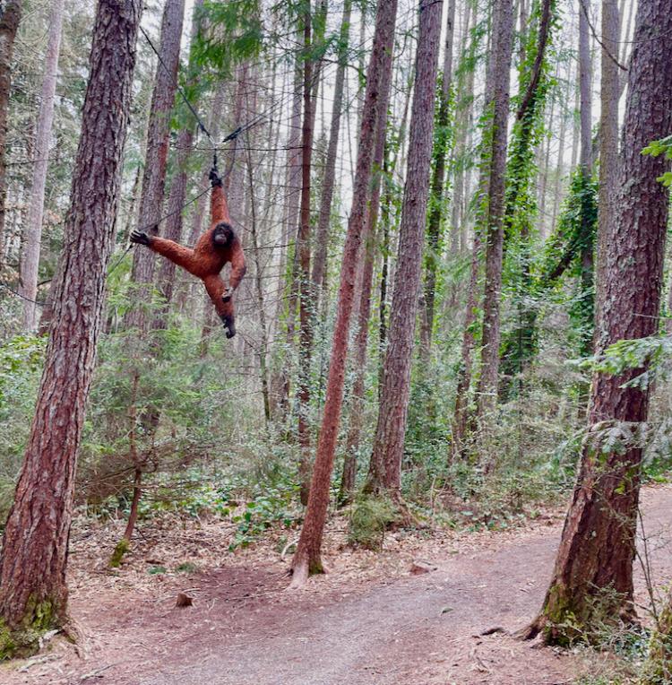 Wooden sculptures make delightful surprises in the Hanmer Heritage Forest.