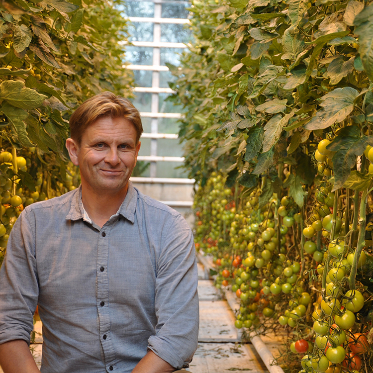 Geothermally-grown tomatoes in Iceland. Photo by Susan Buckland.