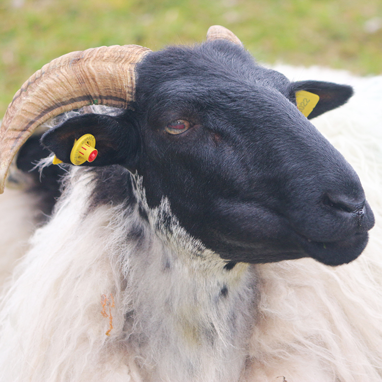 A black face mountain sheep. Photo by Carol Atkinson.