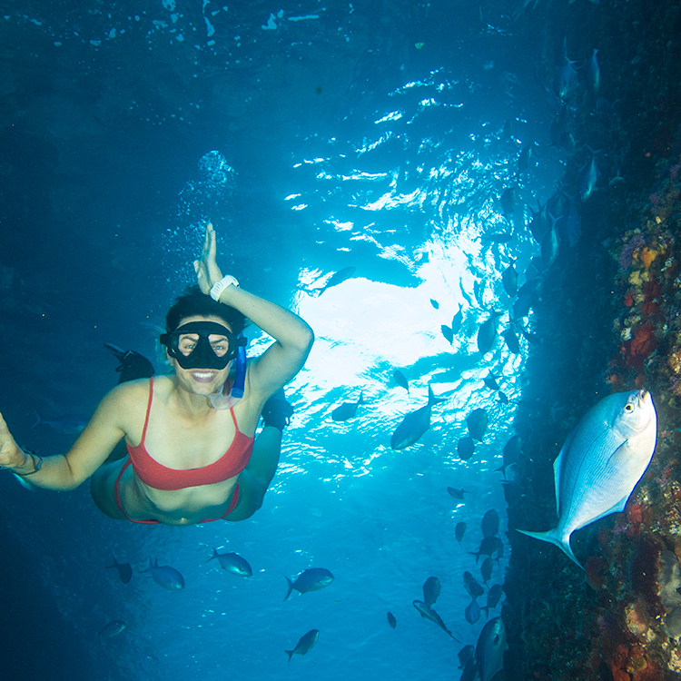 Explore beneath the surface at the Poor Knights Islands.