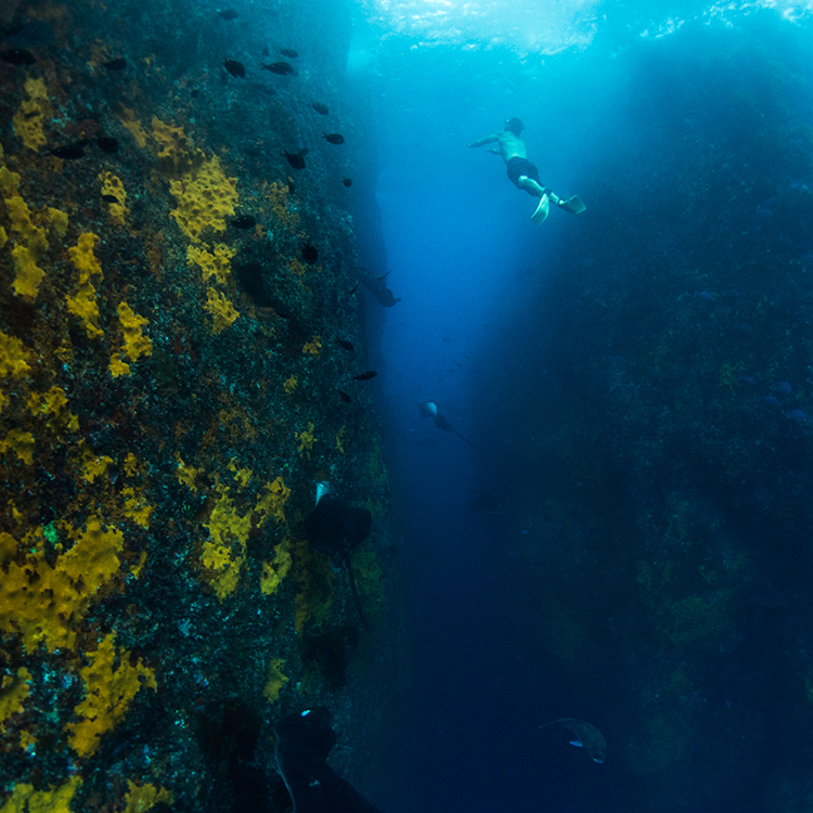 Discover some of the best diving in the world at the Poor Knights. Photo by Dive! Tutukaka.