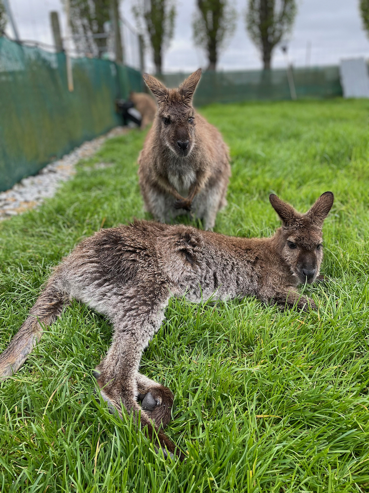Friendly wallabies at EnkleDooVery Korna Wallaby Park, Waimate. 