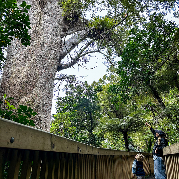 Enormous trees on the Long bay Kauri Walk. Photo by Monica Tischler. 
