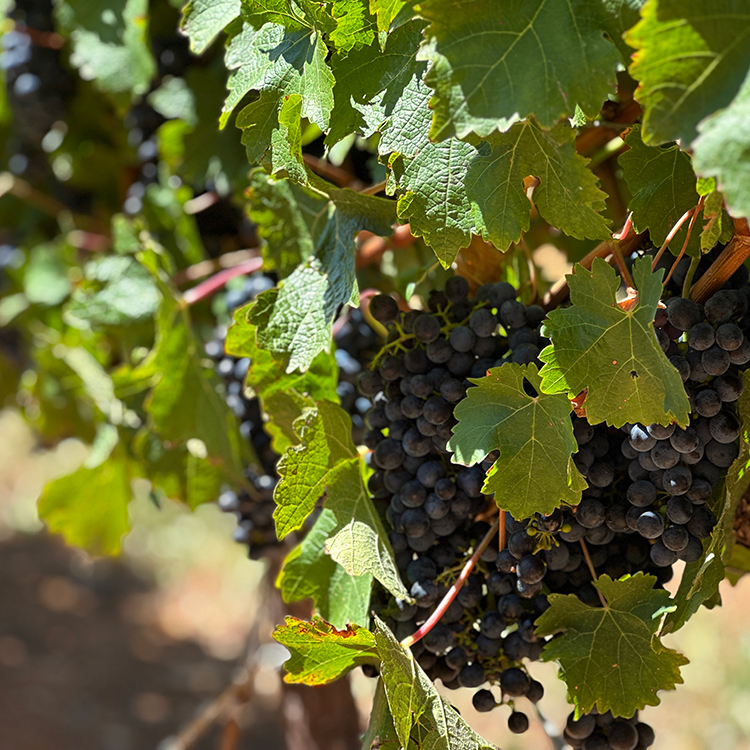Grape vines at Cape Winelands. Photo by Jacqui Gibson.
