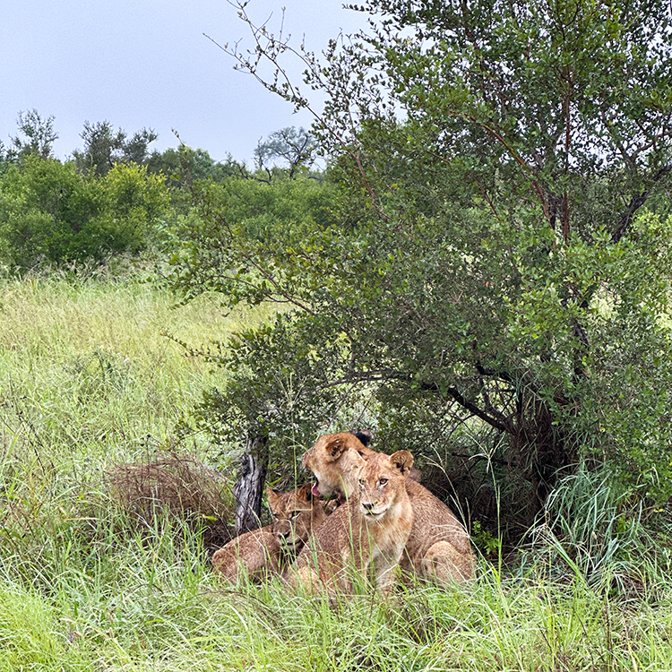 Lions spotted at Ngala Private Game Reserve. Photo by Jacqui Gibson.