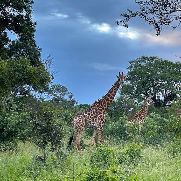 Giraffes in Kruger National Park. Photo by Jacqui Gibson.