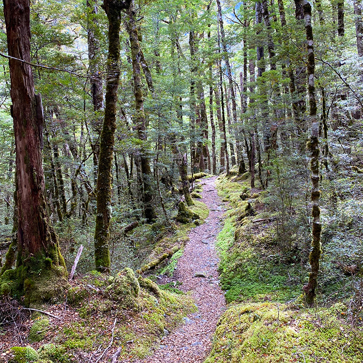 A beautiful beech forest pathway in the St James Conservation Area. Photo by Eleanor Hughes.