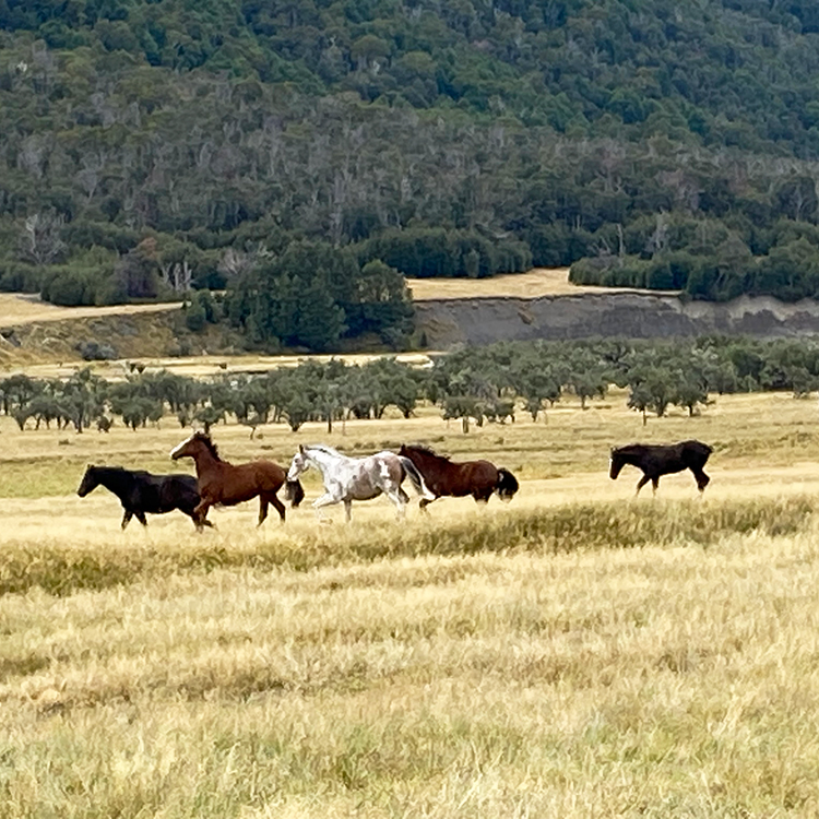 Wild horses in the St James Conservation area. Photo by Eleanor Hughes.