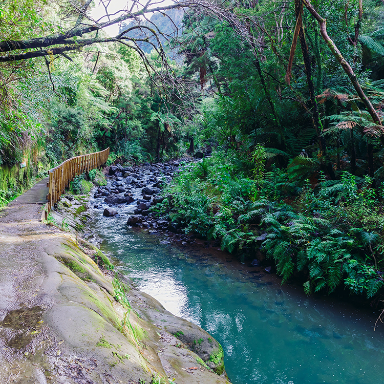 The Karamatura Loop Track, Huia.