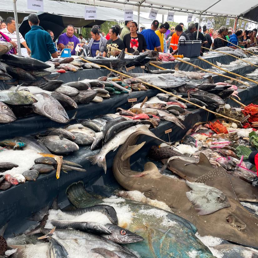 The enormous display of fish at Lifuka Island for Agricultural Day.