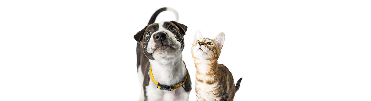 A black-and-white dog wearing a yellow collar stands beside a brown tabby cat on a white background. Both animals are looking upward, with the dog positioned slightly in front of the cat. The image has a clean, minimalist studio style with ample white space.