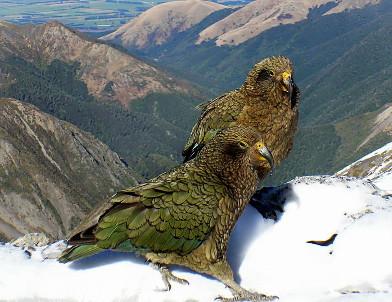 A pair of kea