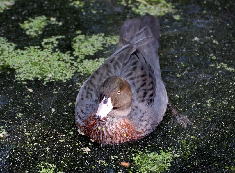 Native Blue Duck Whio