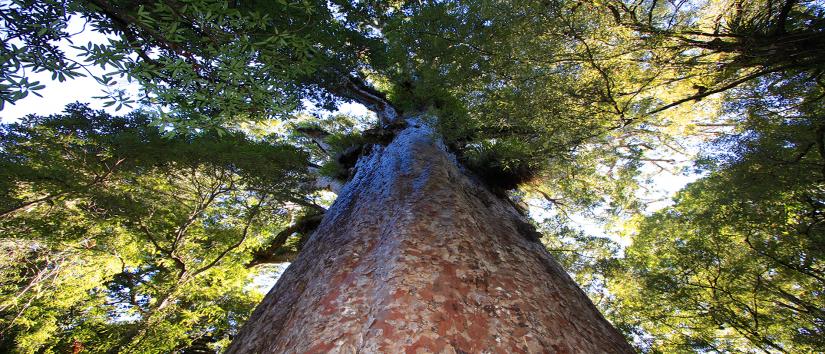 Yakas treet, Waipōua Forest