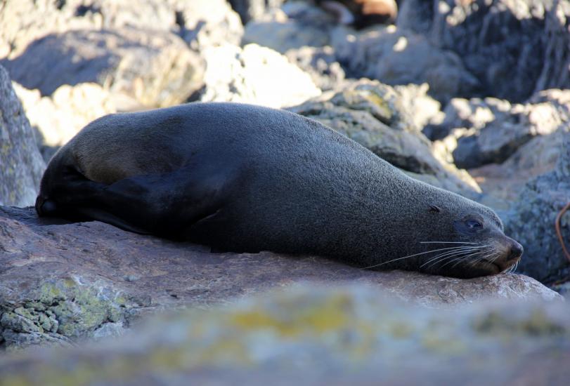 Seal resting at Sinclair Head