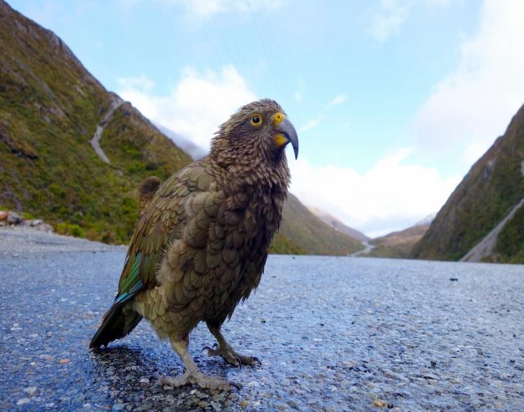 A cheeky Kea